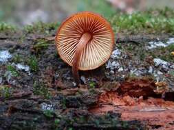 Image of Tubaria furfuracea (Pers.) Gillet 1876