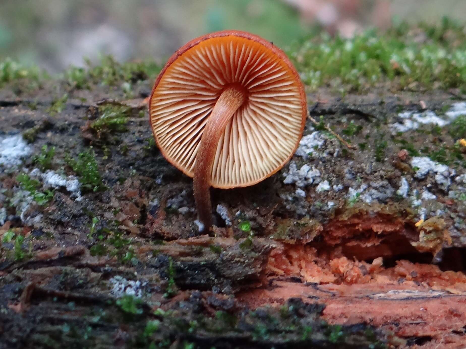 Image of Tubaria furfuracea (Pers.) Gillet 1876