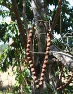 Image of cohoba tree