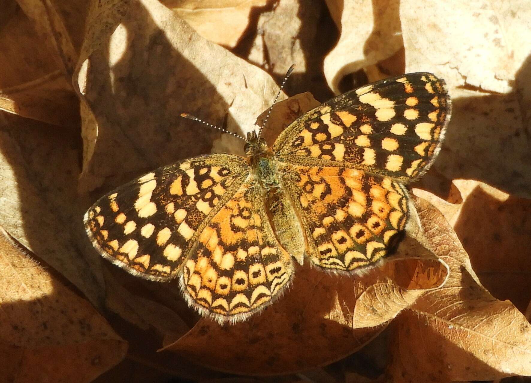 Imagem de Phystis simois variegata Röber 1914