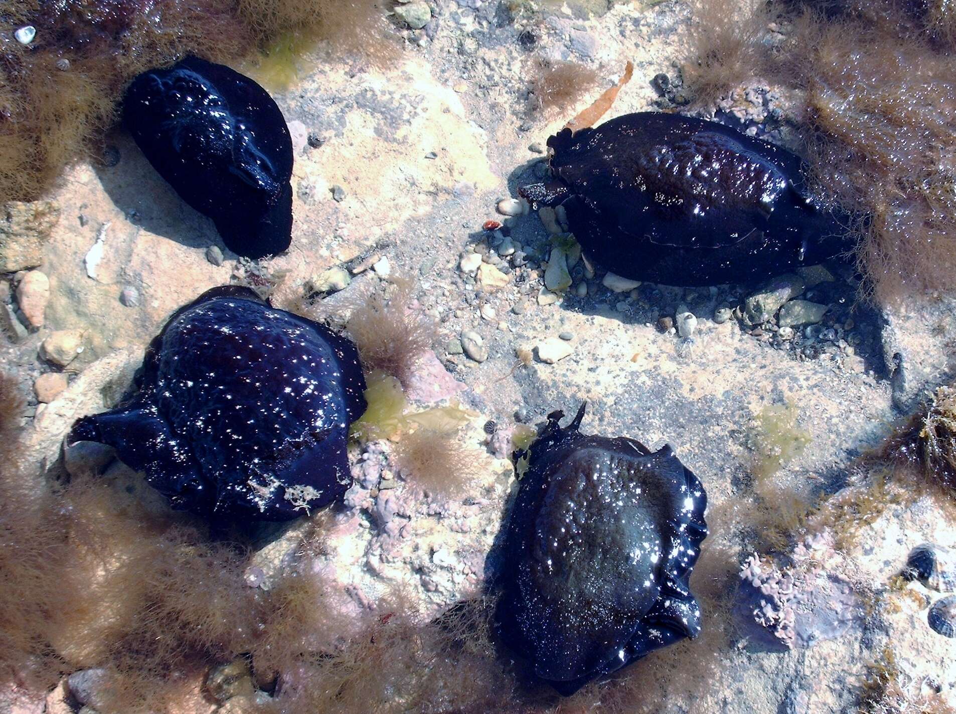 Image of banded sea hare