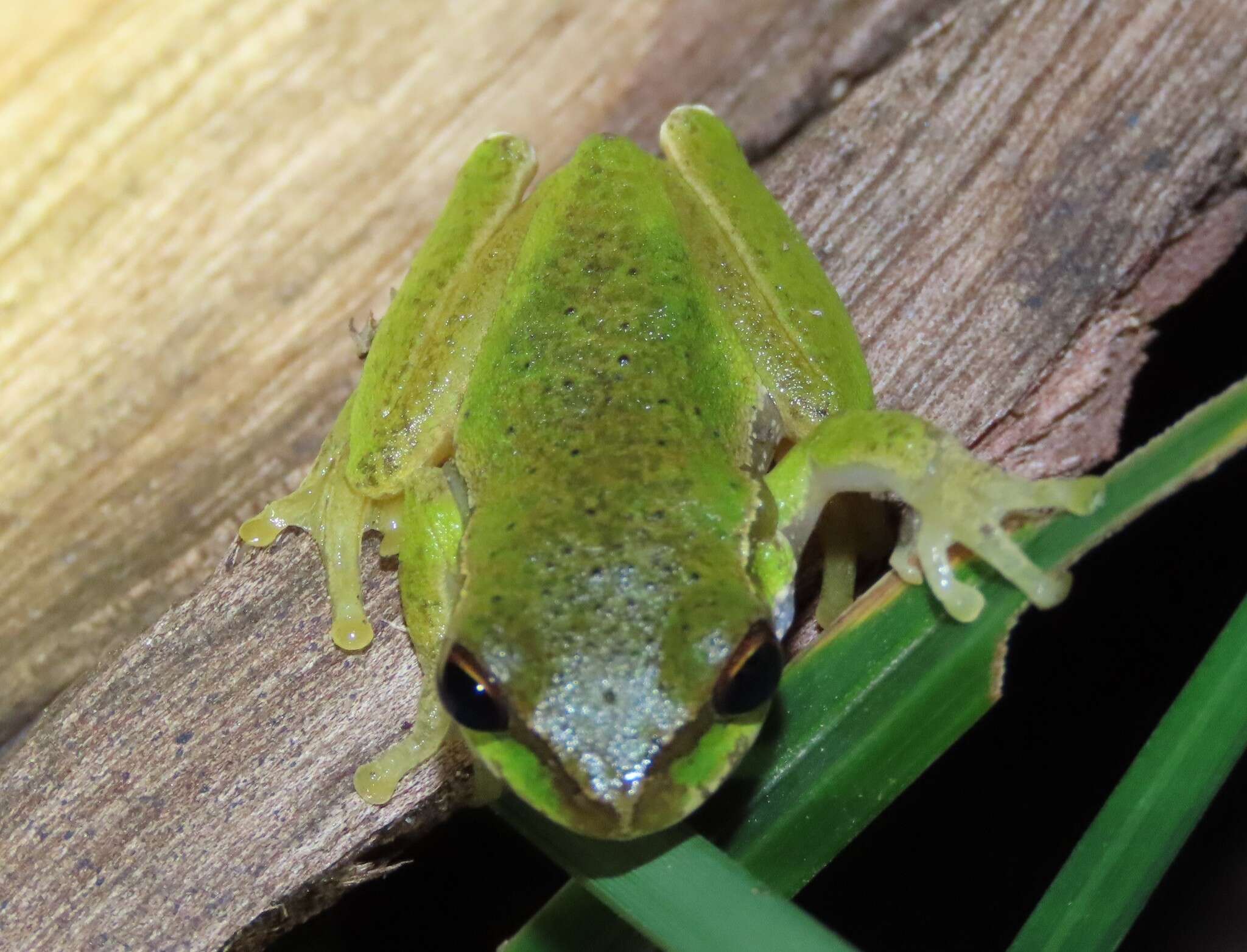 Ranoidea pearsoniana (Copland 1961)的圖片