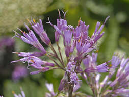 Image of Hedge-leaved Adenostyle