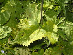 Image of Hedge-leaved Adenostyle