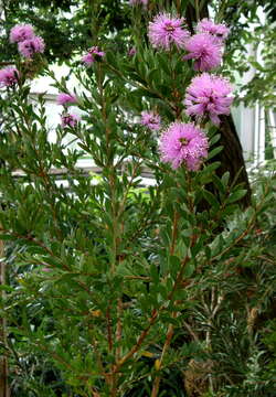 صورة Callistemon paludosus F. Müll.