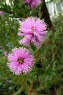 صورة Callistemon paludosus F. Müll.