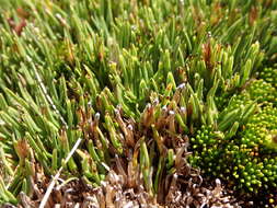 Sivun Oreobolus pectinatus Hook. fil. kuva