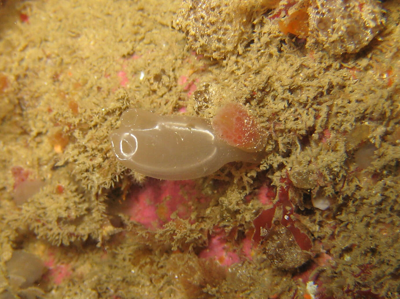 Image of football ascidian