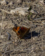 Sivun Junonia stemosa kuva