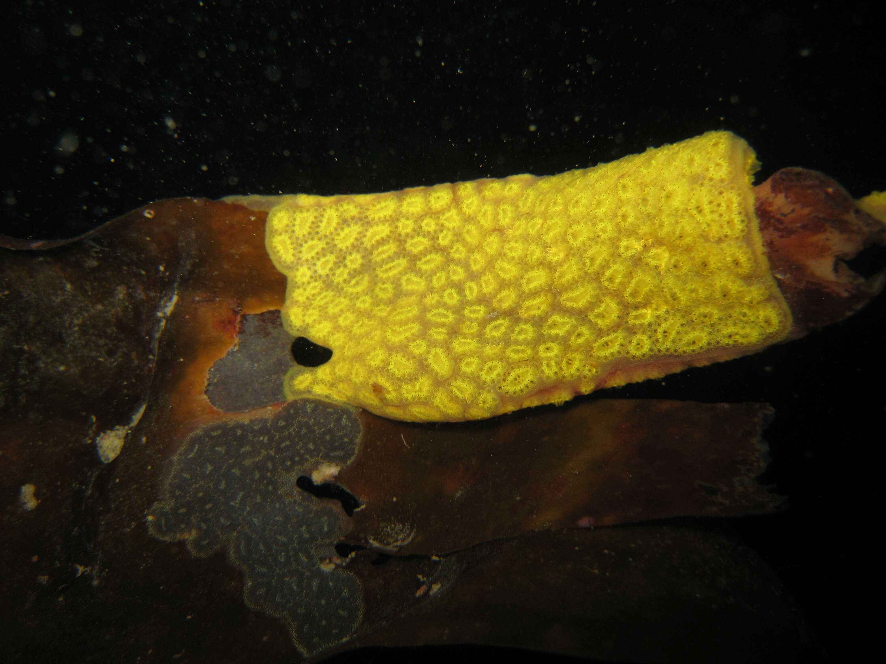 Image of Star ascidian