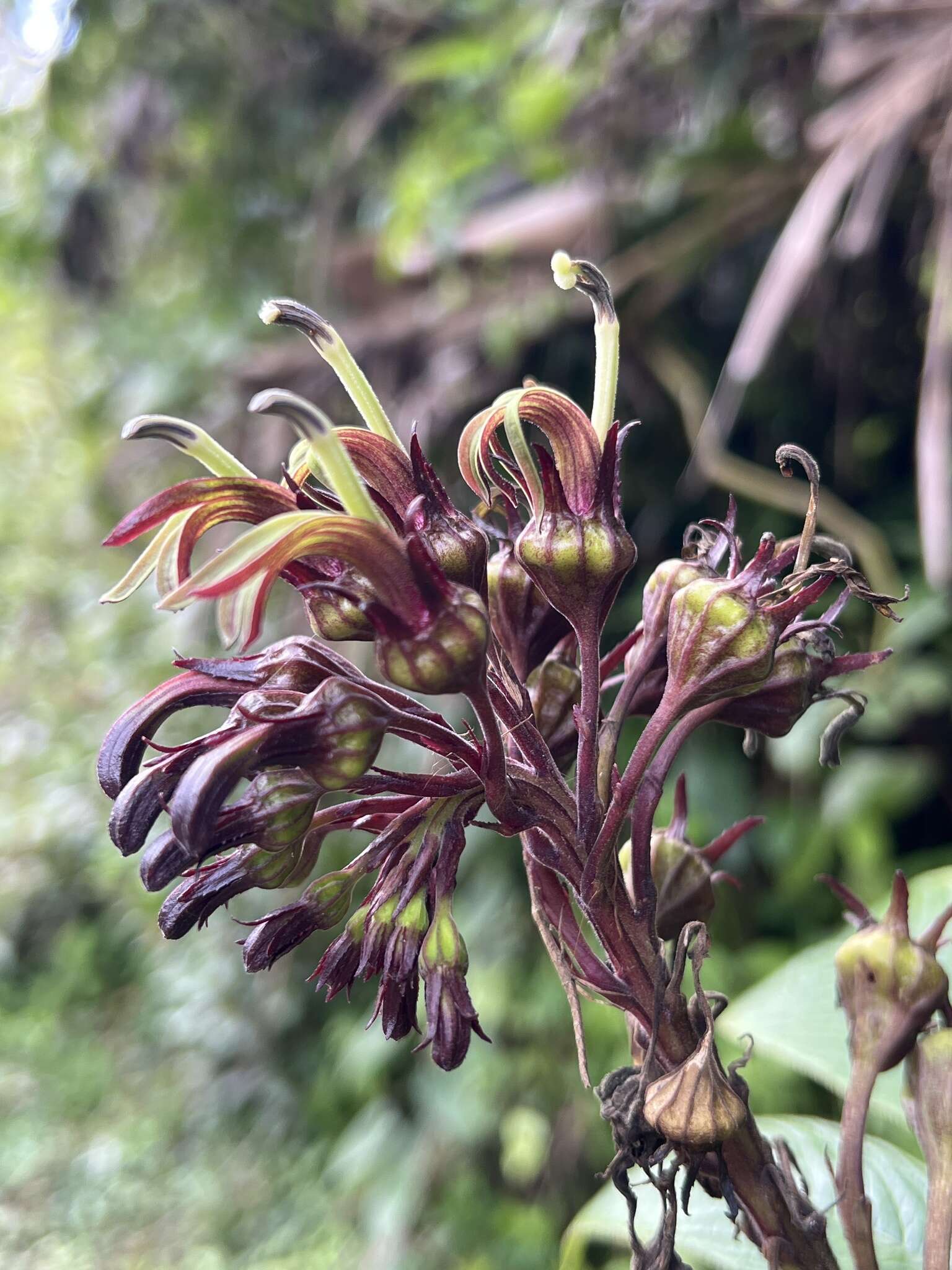 Image de Lobelia portoricensis (Vatke) Urb.