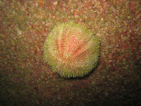 Image of Jewel anemone