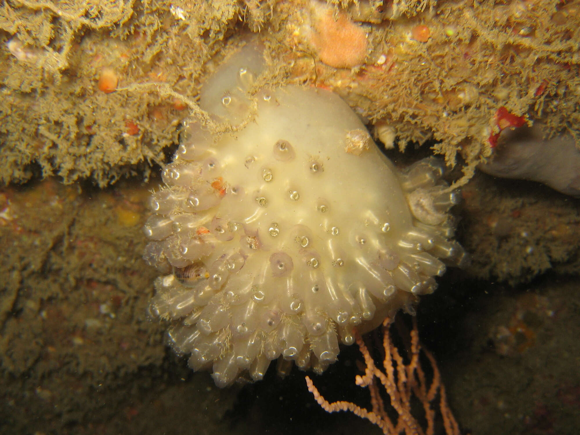 Image of football ascidian