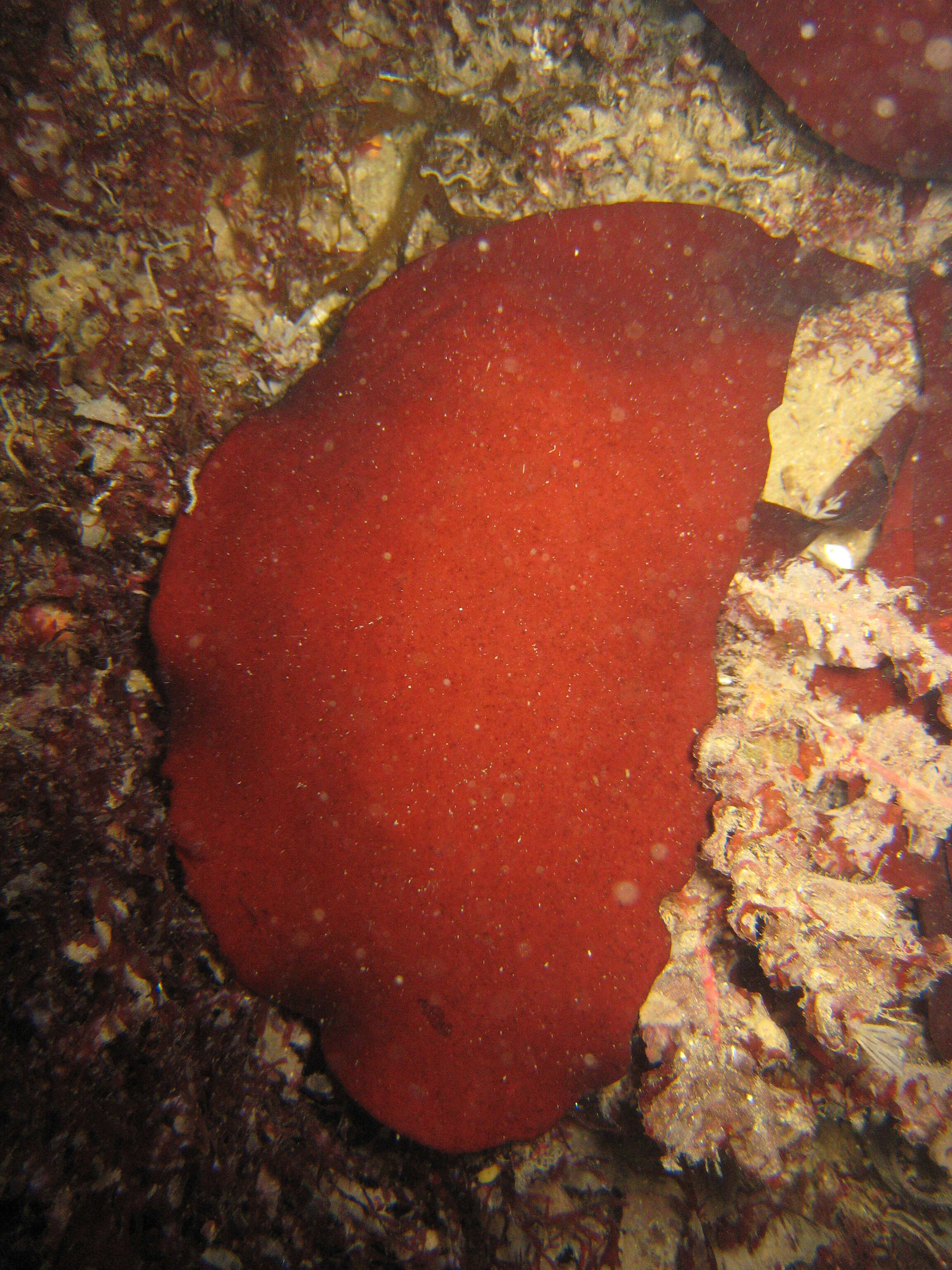 Image de Dilsea carnosa