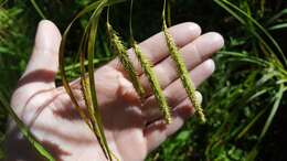 Image of Fringed sedge