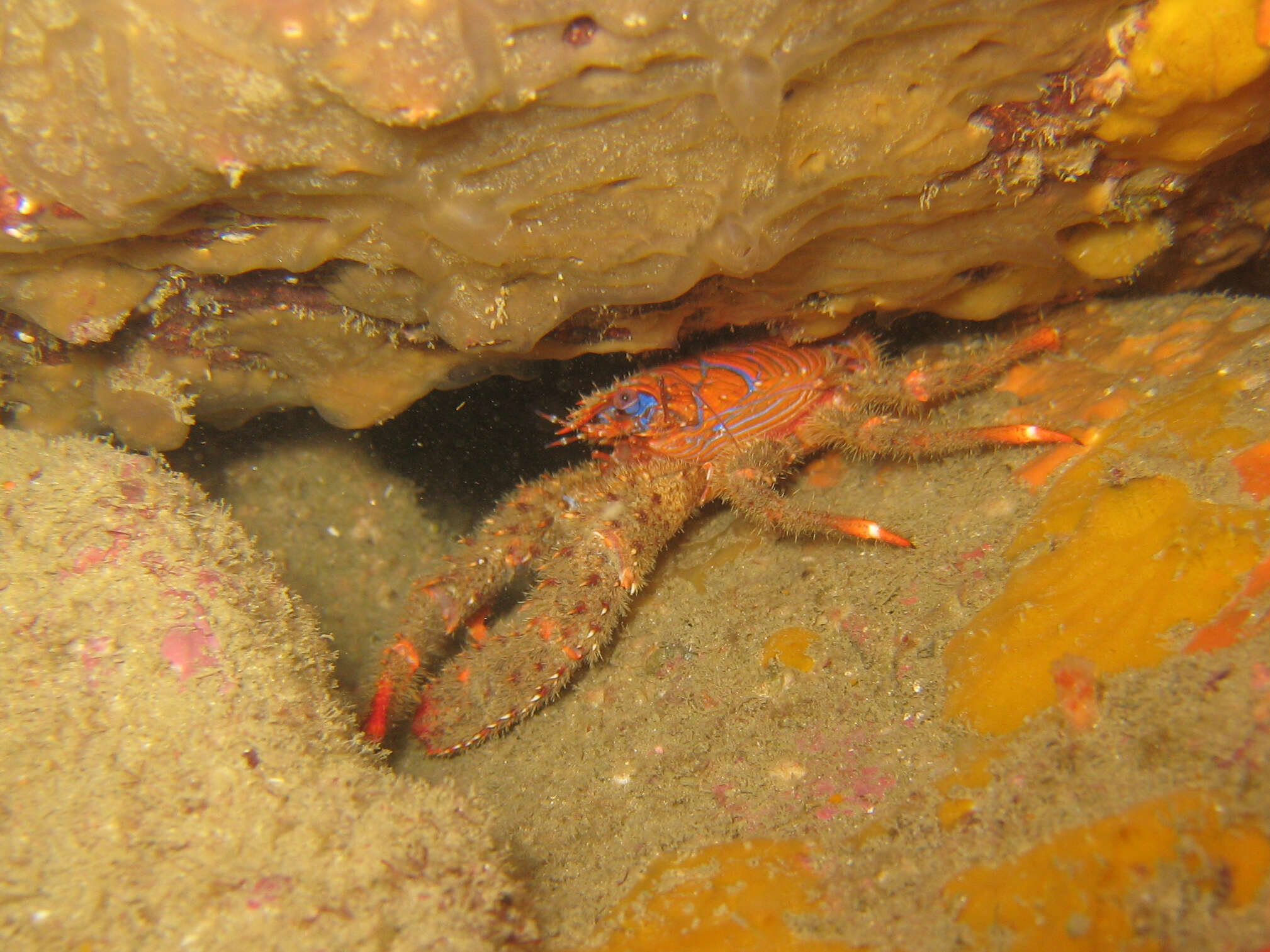 Image of spinous squad lobster