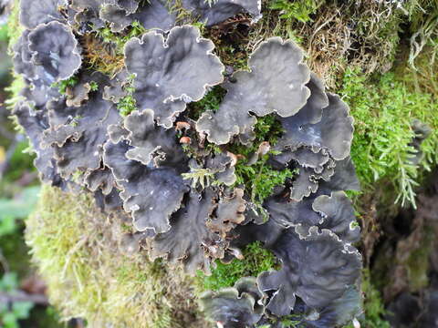 Image of Bluish dog-lichen;   Degen's felt lichen