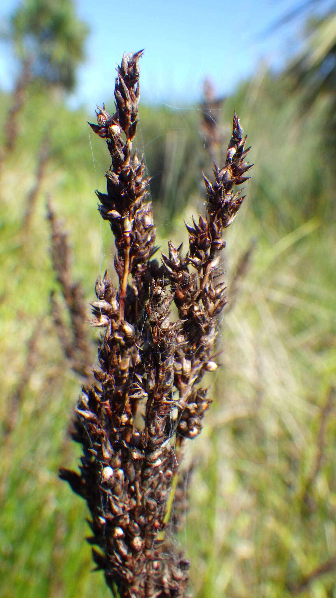 Imagem de Machaerina teretifolia (R. Br.) T. Koyama