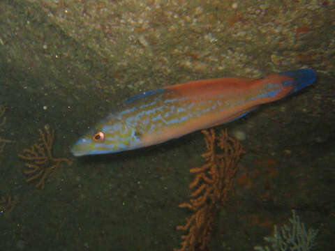 Image of Cuckoo Wrasse