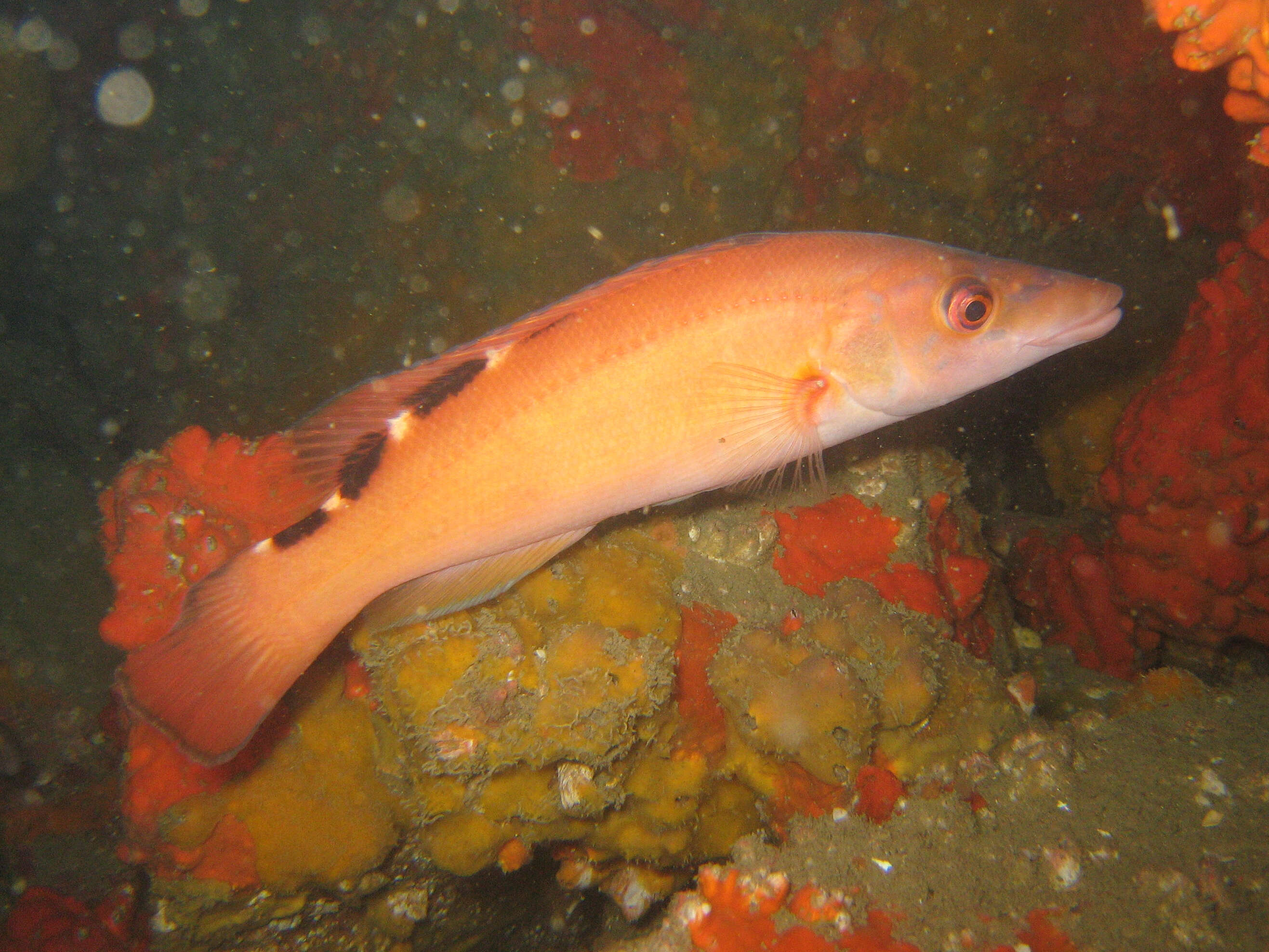 Image of Cuckoo Wrasse