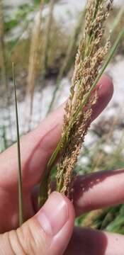 Image of Coral Dropseed