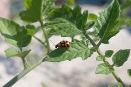 Sivun Cerotoma ruficornis (Olivier 1791) kuva