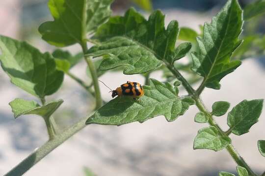 Sivun Cerotoma ruficornis (Olivier 1791) kuva