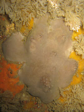 Image of elephant ear sponge