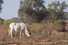 Image of Addax