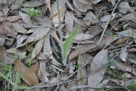 Image of Graceful spider orchid