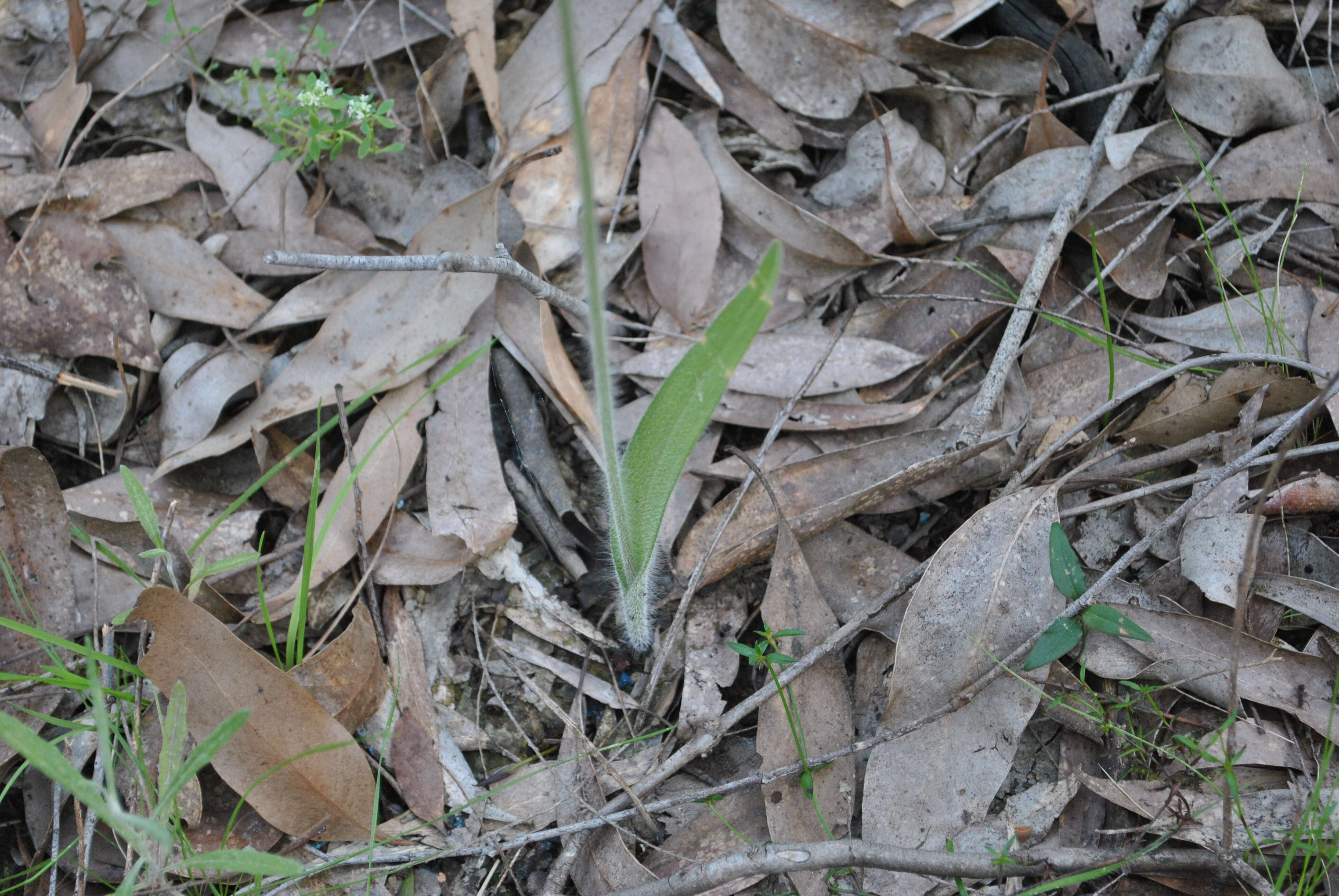 Image of Graceful spider orchid