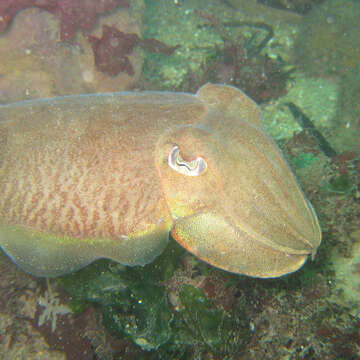 Image of Common Cuttlefish