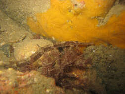 Image of Common Pipefish