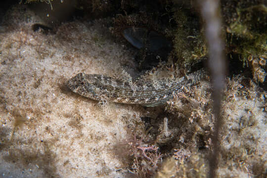 Image of Frayedfin goby