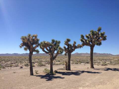 Слика од Yucca brevifolia Engelm.