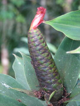 Image of Costus laevis Ruiz & Pav.