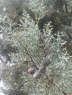 Cupressus arizonica var. nevadensis (Abrams) Little resmi