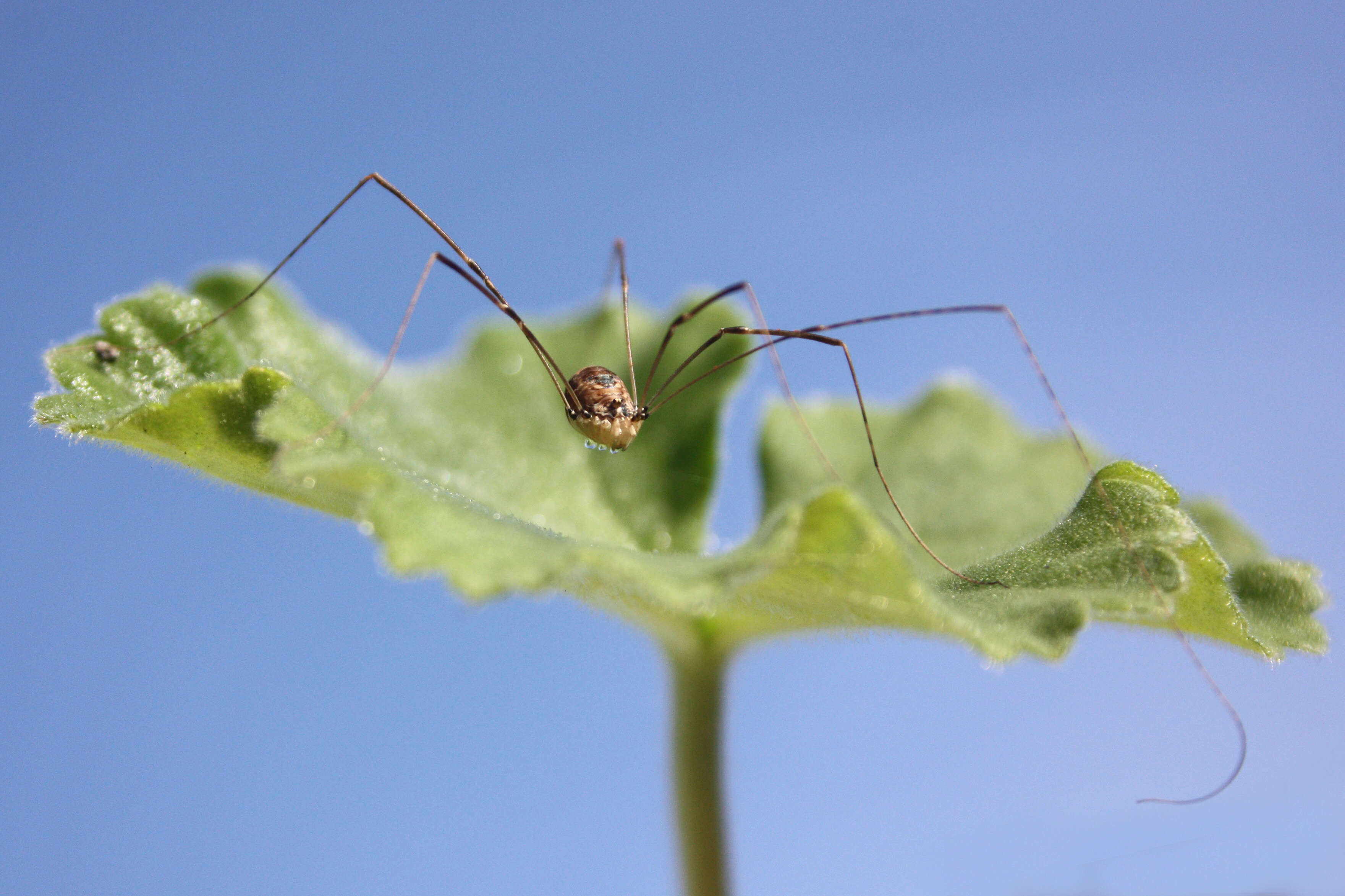 Image of Leiobunum blackwalli