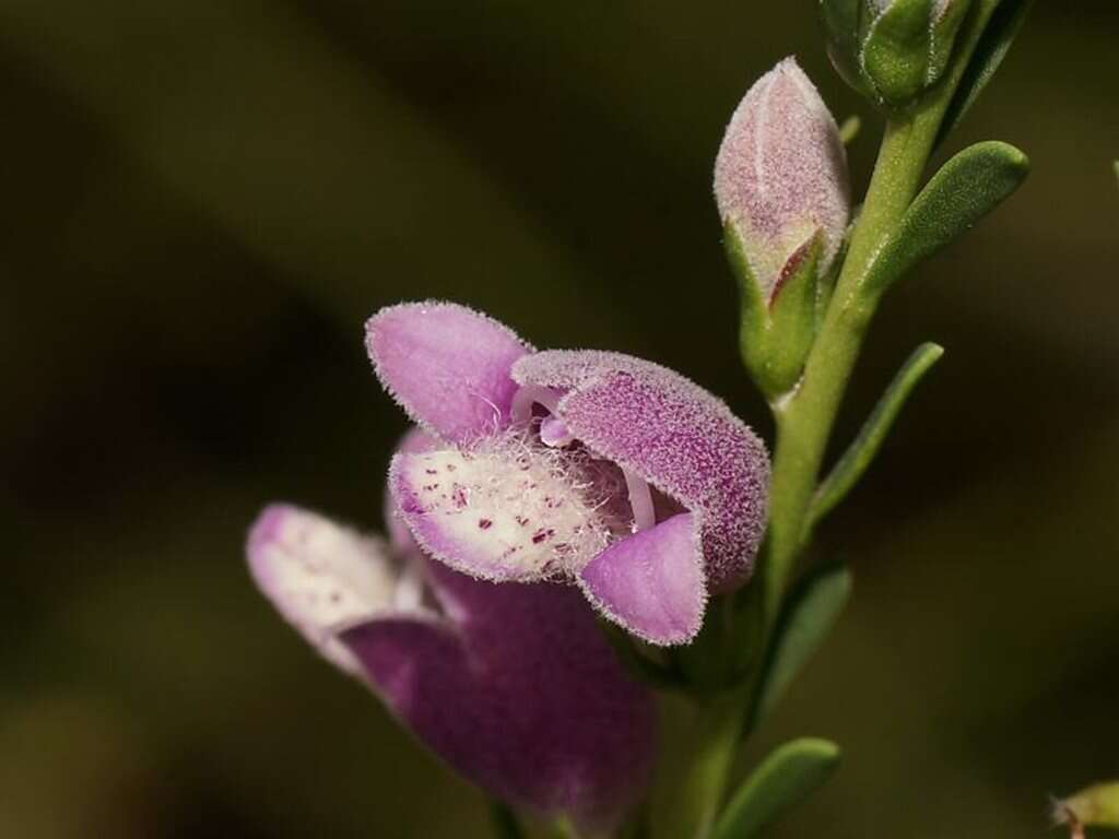 Image of Eremophila divaricata (F. Muell.) F. Muell.