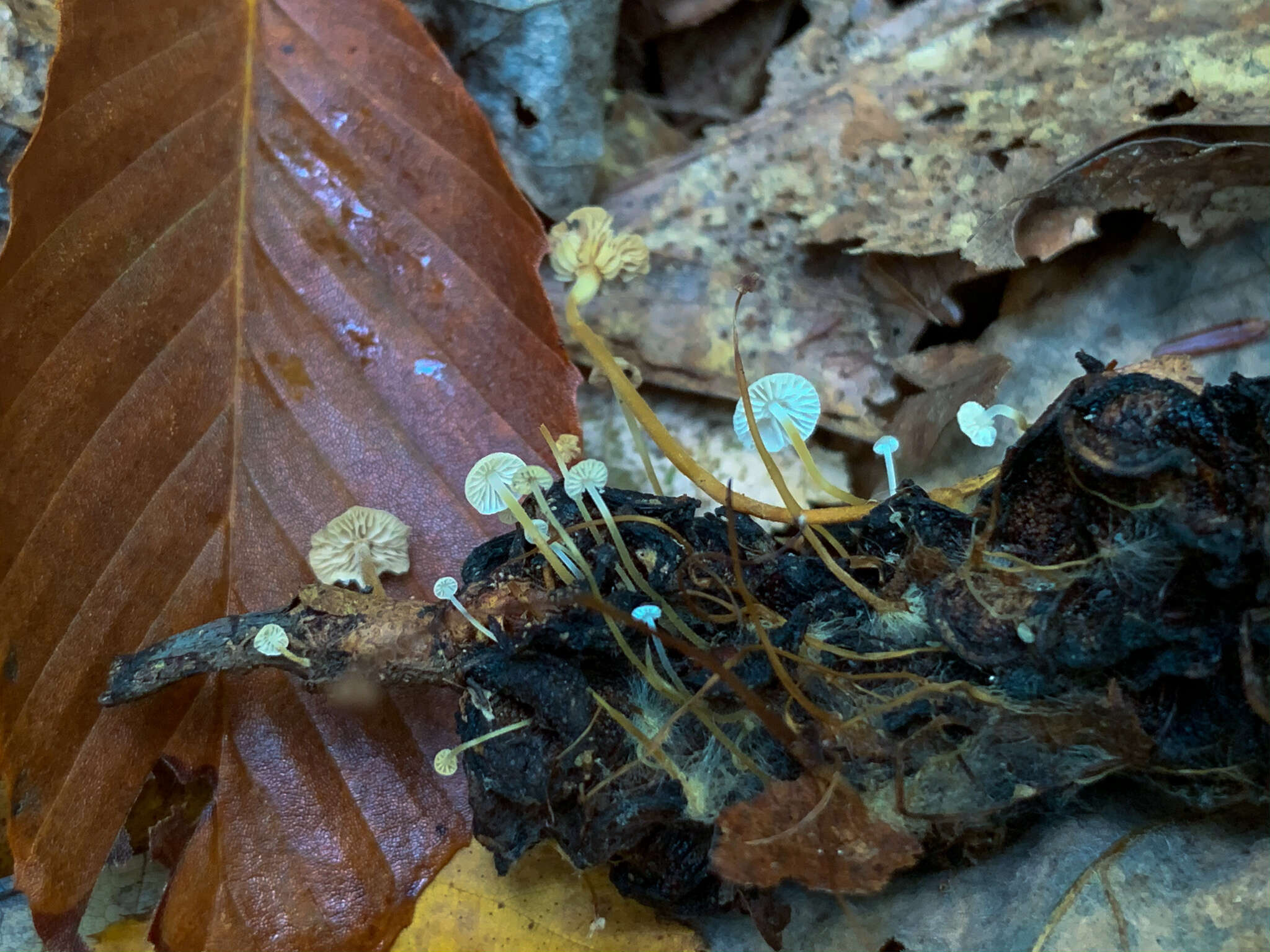 Plancia ëd Strobilurus conigenoides (Ellis) Singer 1962