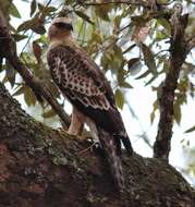 Nisaetus nipalensis Hodgson 1836 resmi