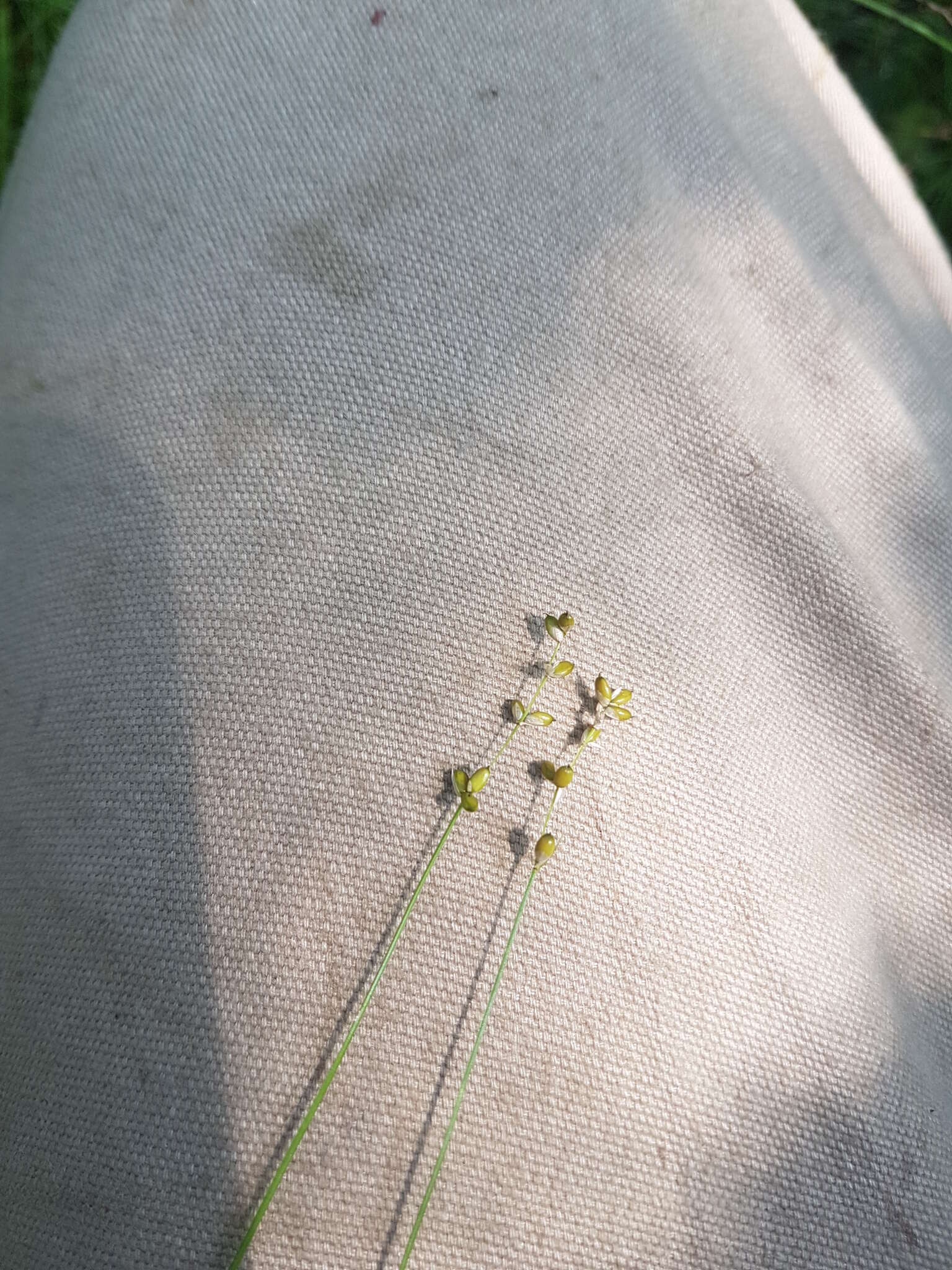 Image of softleaf sedge