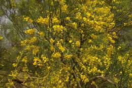 Image of Mt. Etna broom