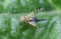 Image of Urophora stylata (Fabricius 1775)