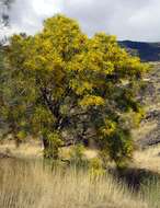 Image of Mt. Etna broom