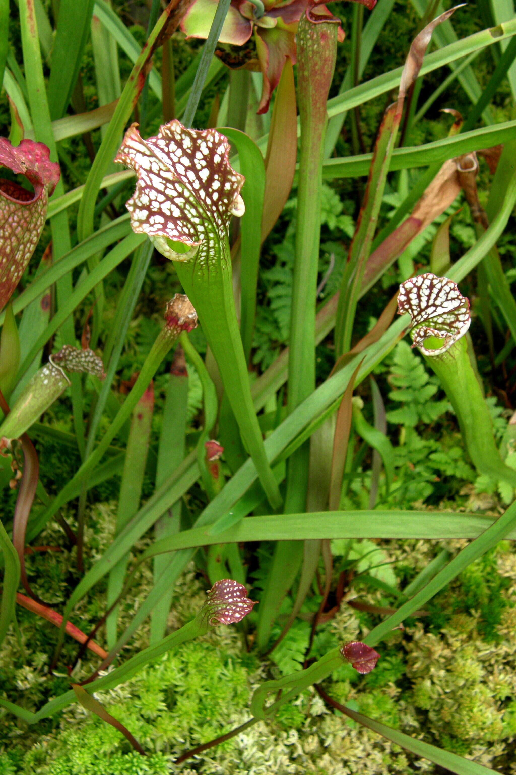 Image of crimson pitcherplant