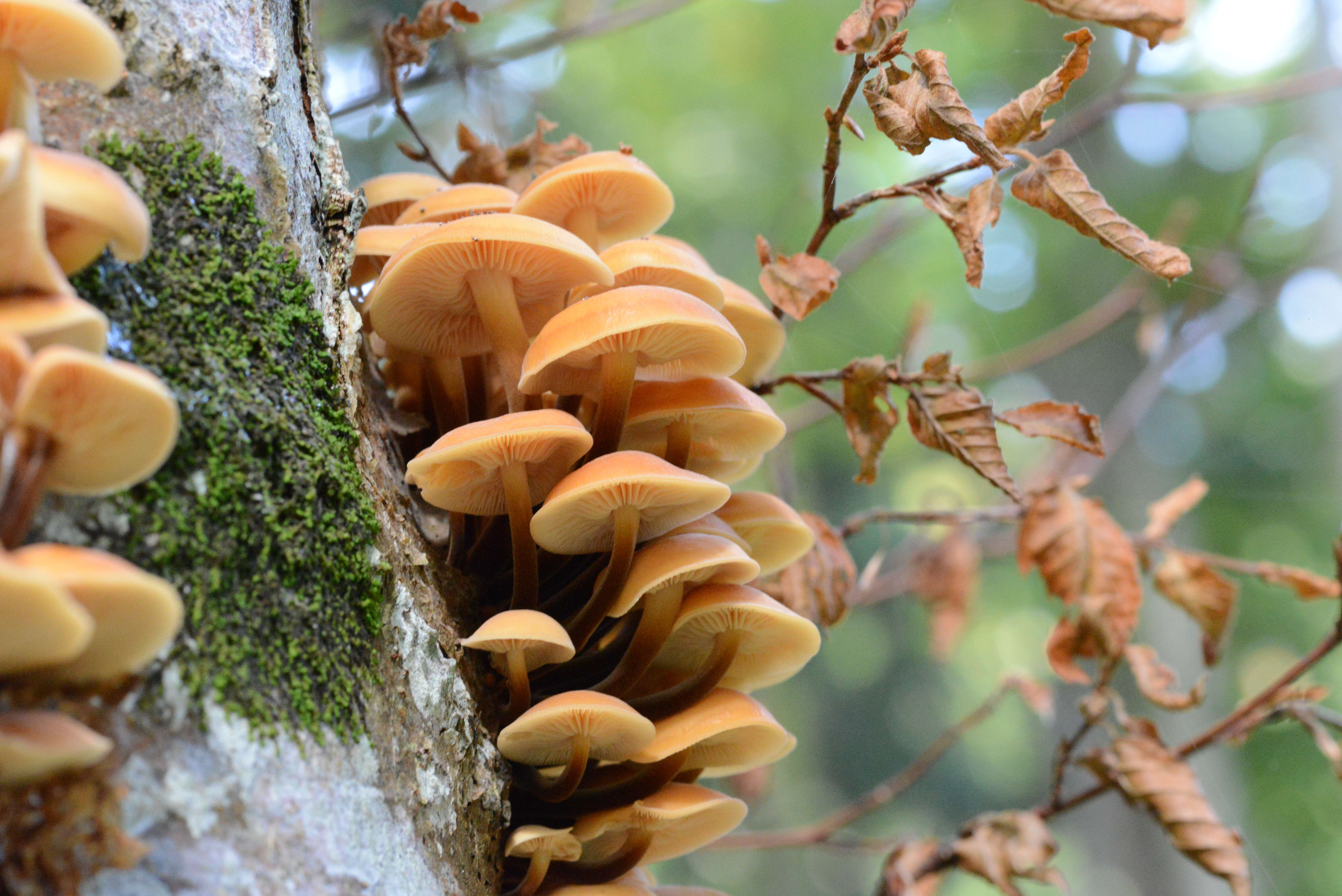 Plancia ëd Flammulina velutipes (Curtis) Singer 1951