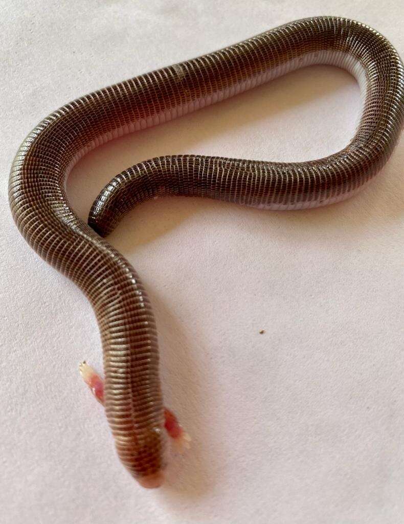 Image of Four-toed Worm Lizard