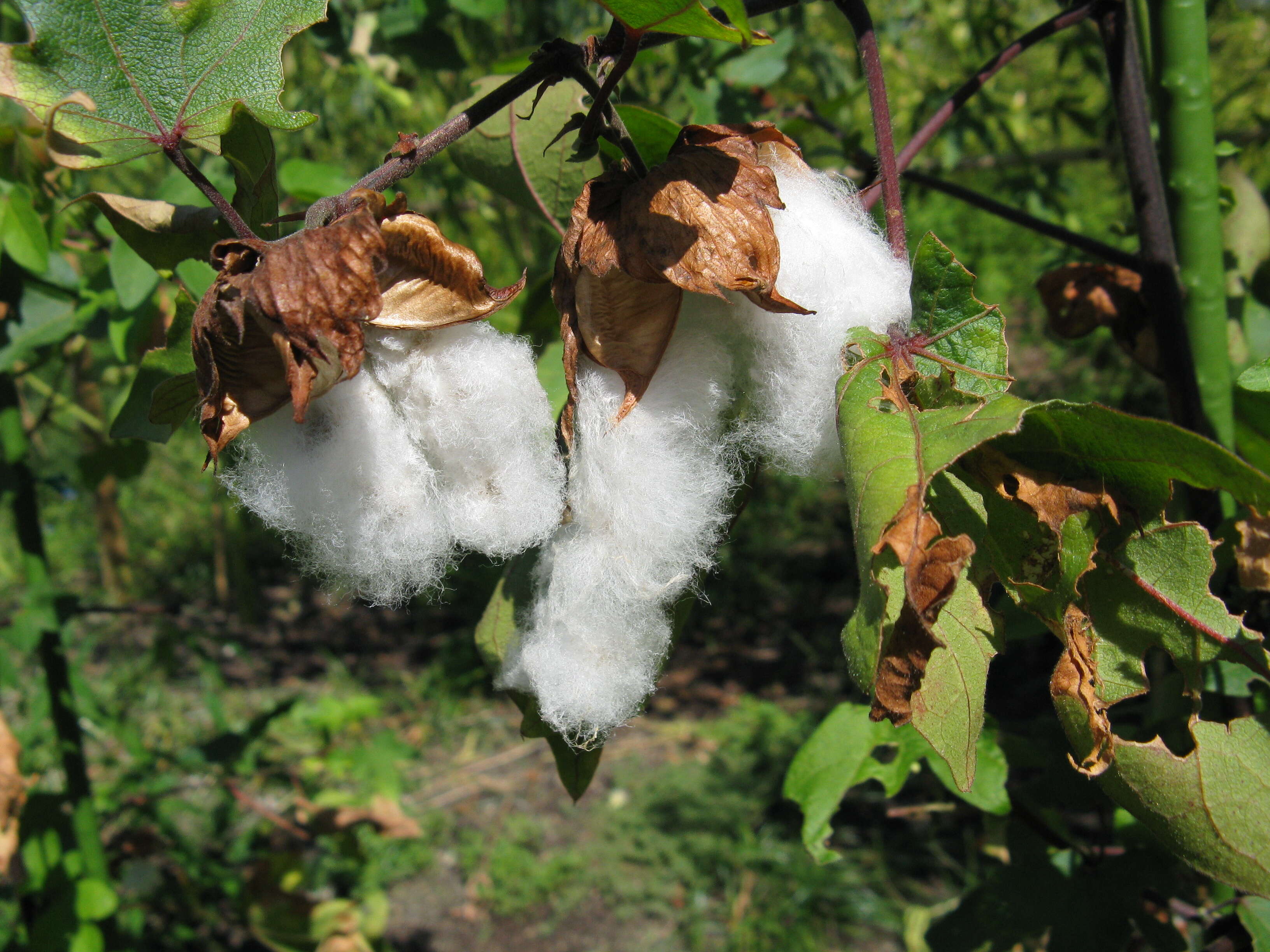 Imagem de Gossypium arboreum L.