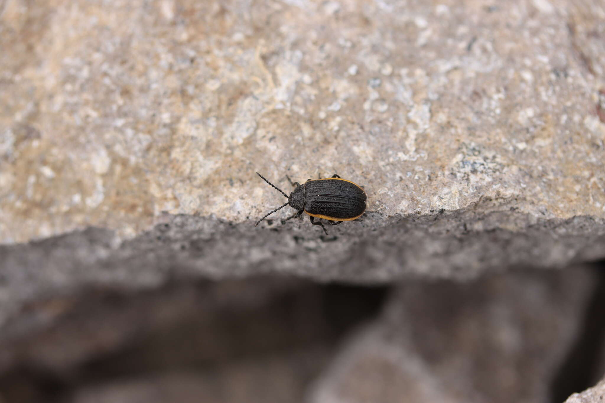 Image of Galeruca (Galeruca) rudis J. L. Le Conte 1857